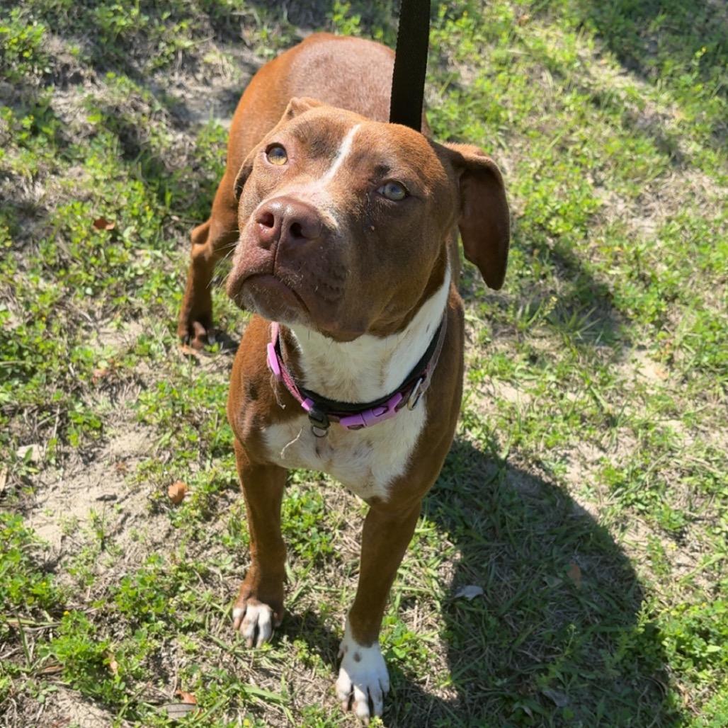 Enlarge Nora, a Adoptable Pit Bull Terrier in Lake Panasoffkee, FL image 6/6