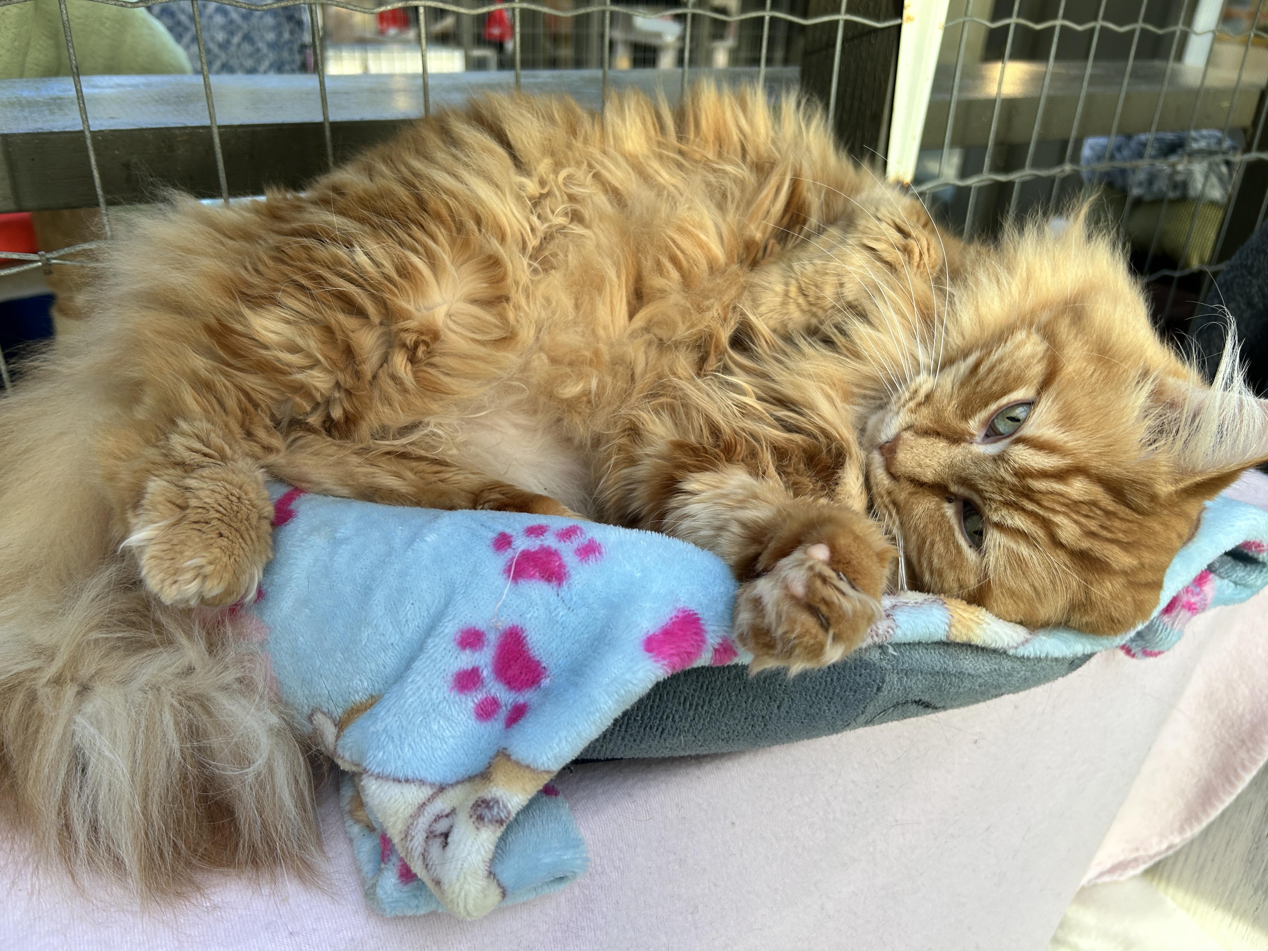 Enlarge Vincent & Cecil *Bonded-Read Bio*, a Adoptable Tabby in Maple Ridge, BC image 3/6