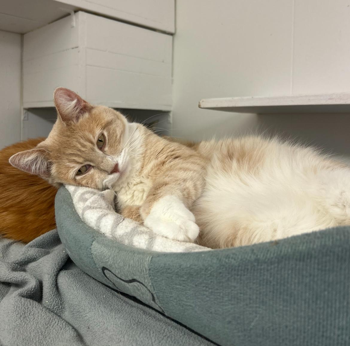 Vincent & Cecil *Bonded-Read Bio*