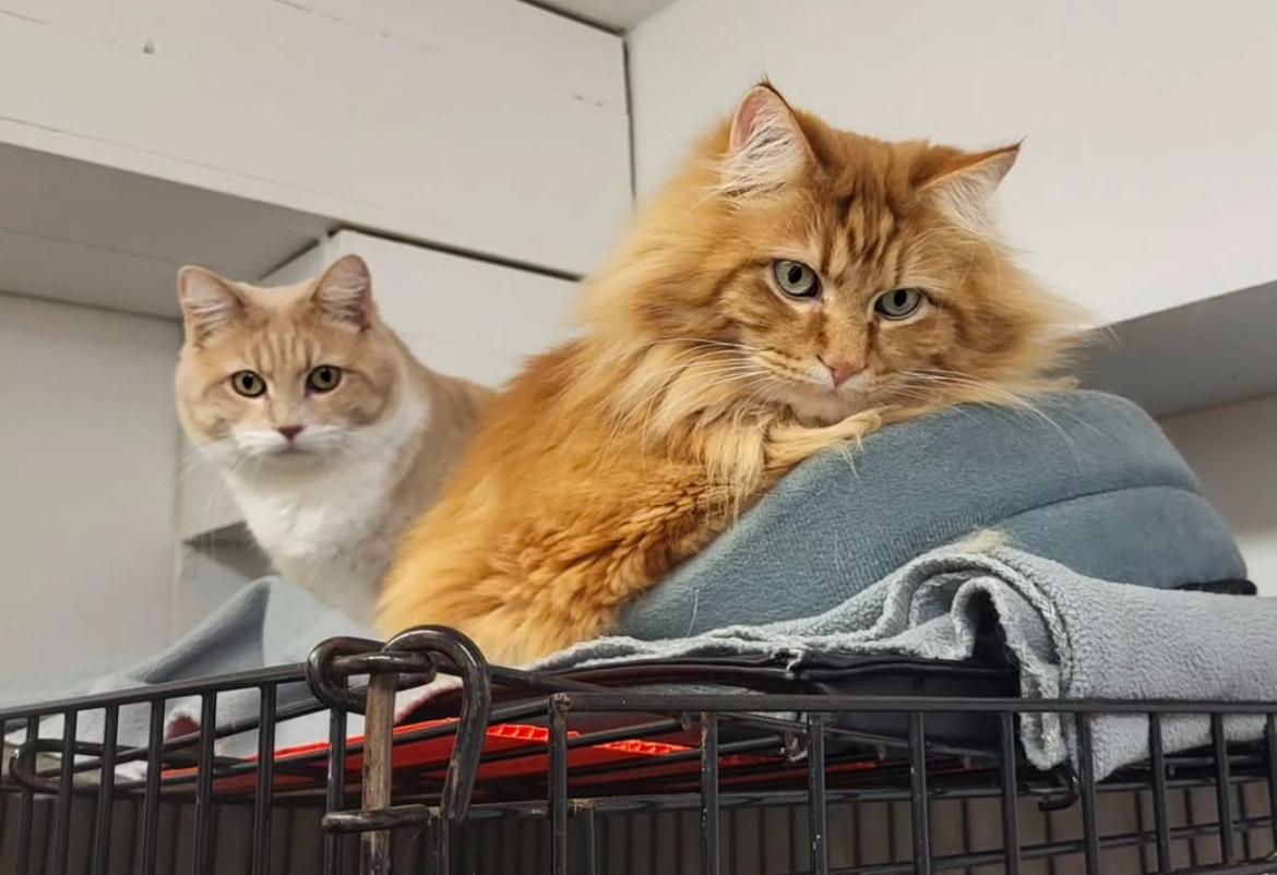 Vincent (long hair) & Cecil (short hair) *Bonded*