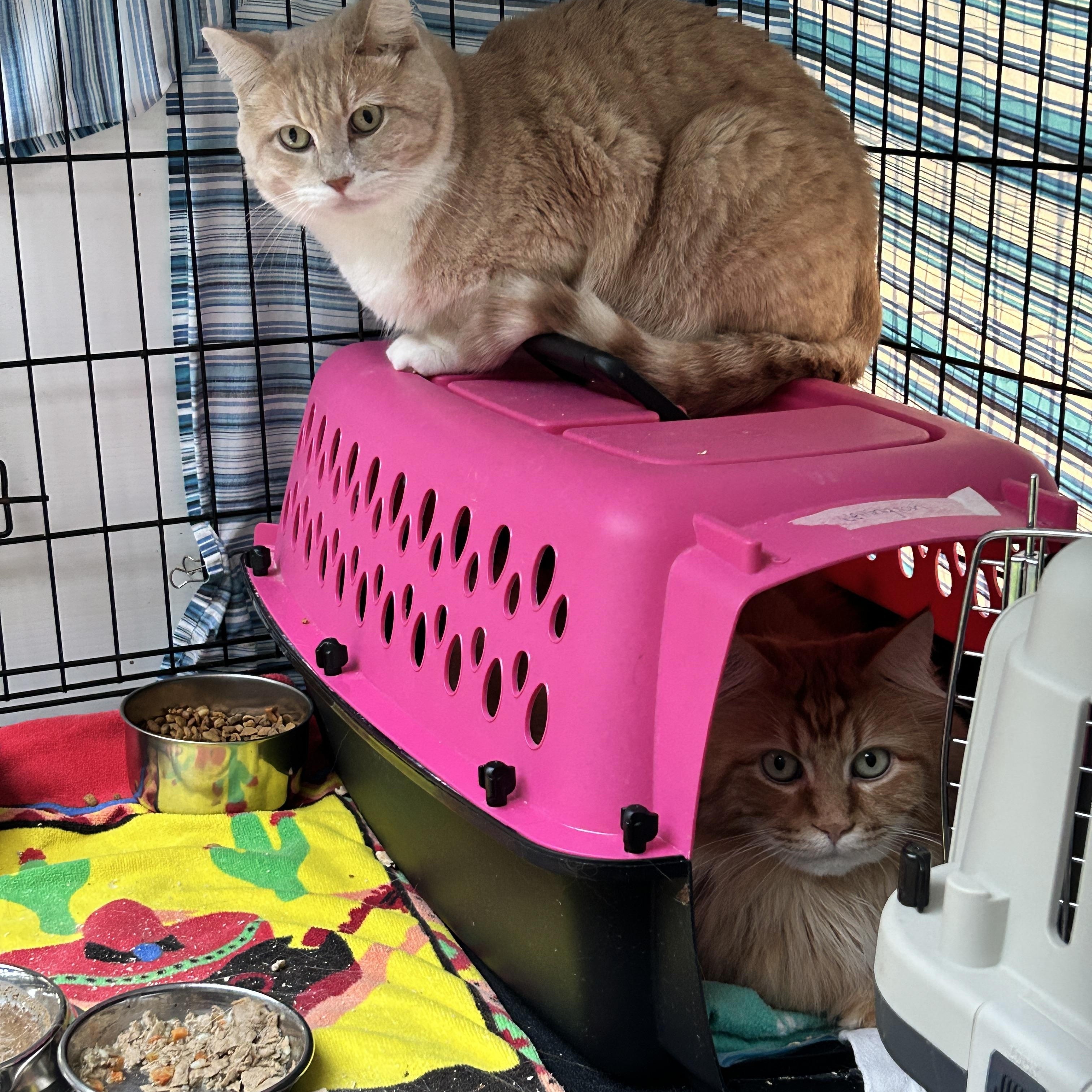 Enlarge Vincent & Cecil *Bonded-Read Bio*, a Adoptable Tabby in Maple Ridge, BC image 4/6