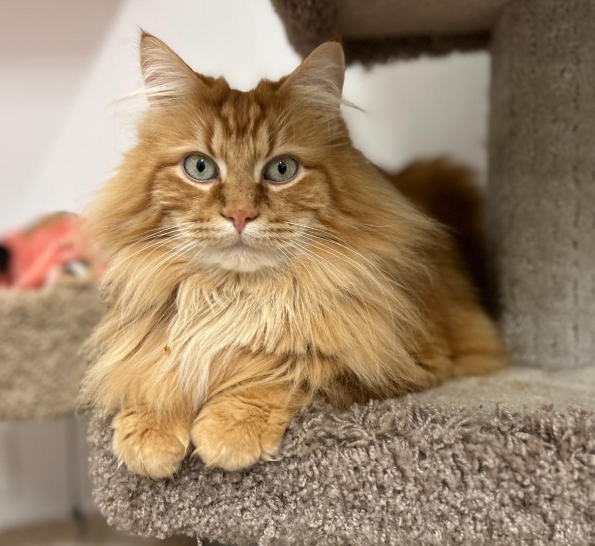 Vincent & Cecil *Bonded-Read Bio*