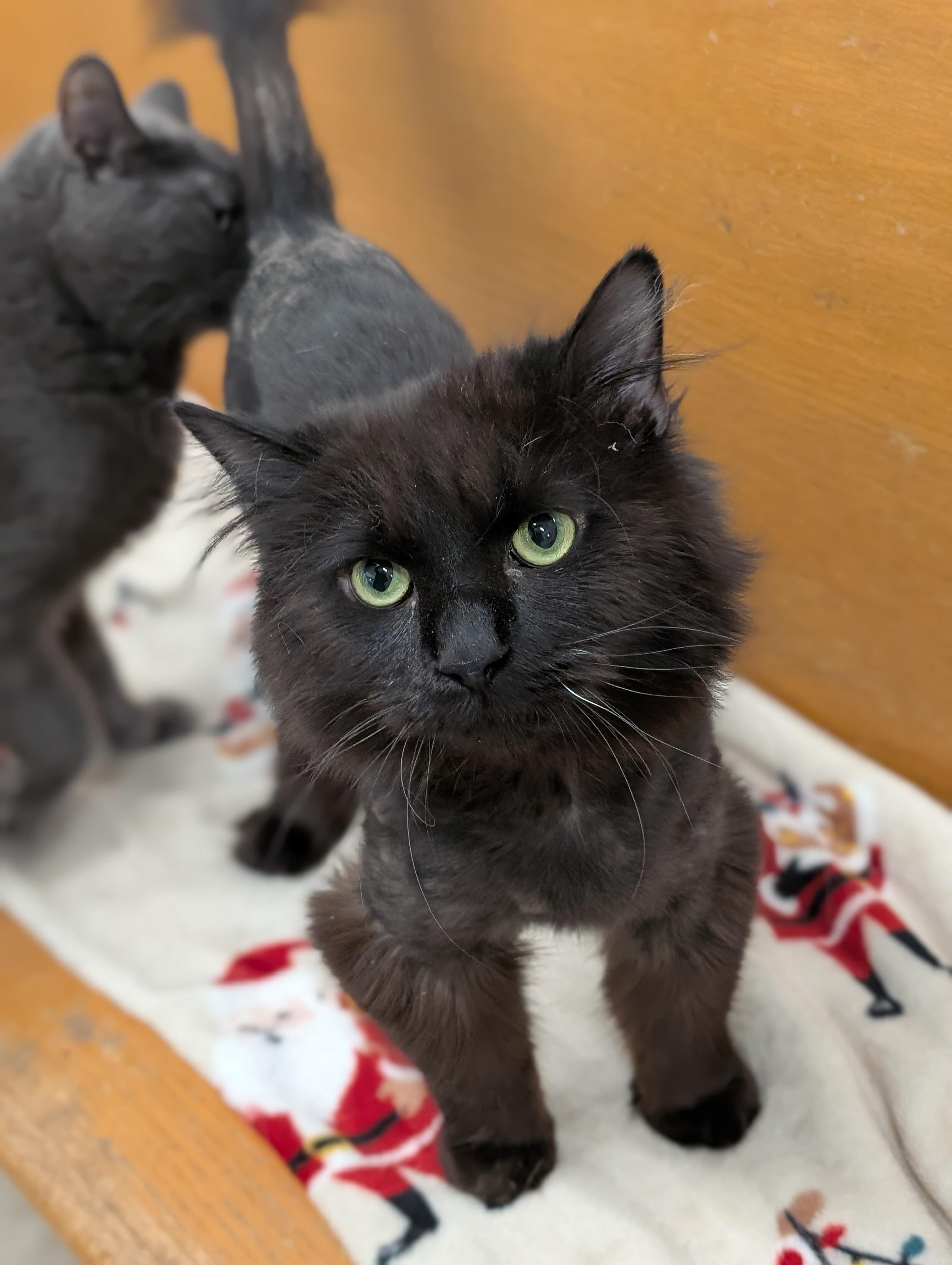 Enlarge Chocolat, an adopted Domestic Long Hair in Tilton, IL image 4/6