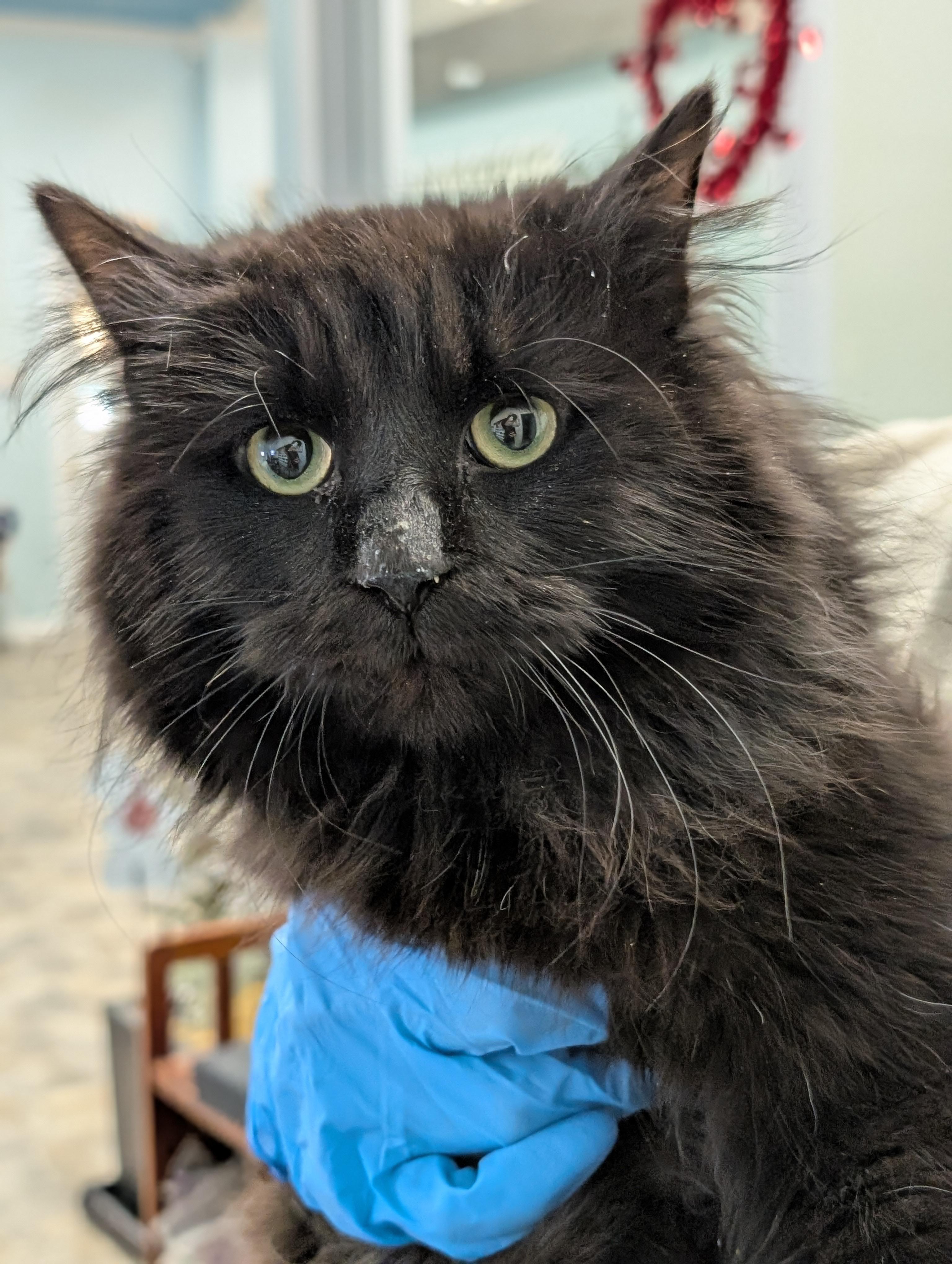 Enlarge Chocolat, an adopted Domestic Long Hair in Tilton, IL image 1/6