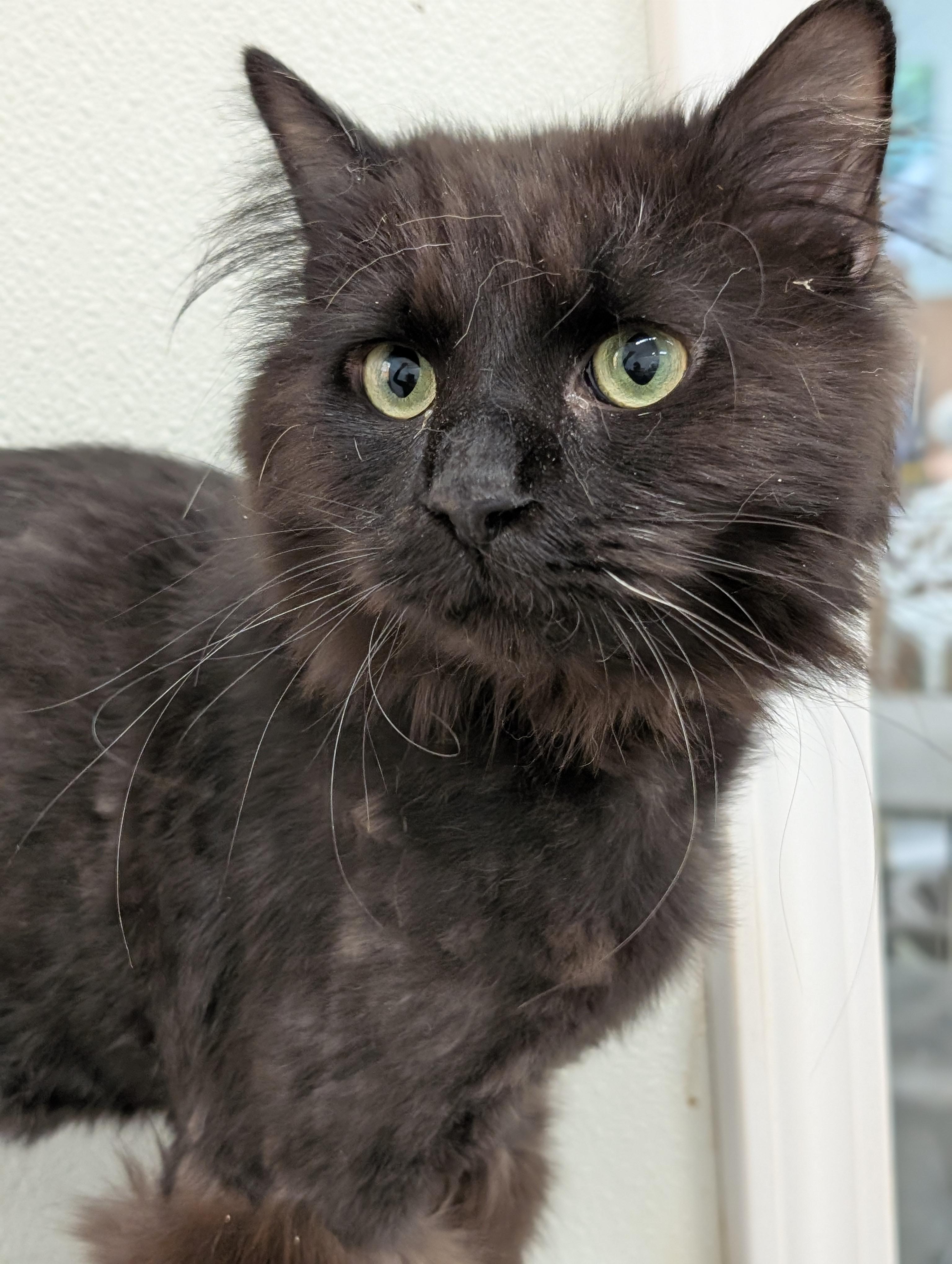 Enlarge Chocolat, an adopted Domestic Long Hair in Tilton, IL image 6/6