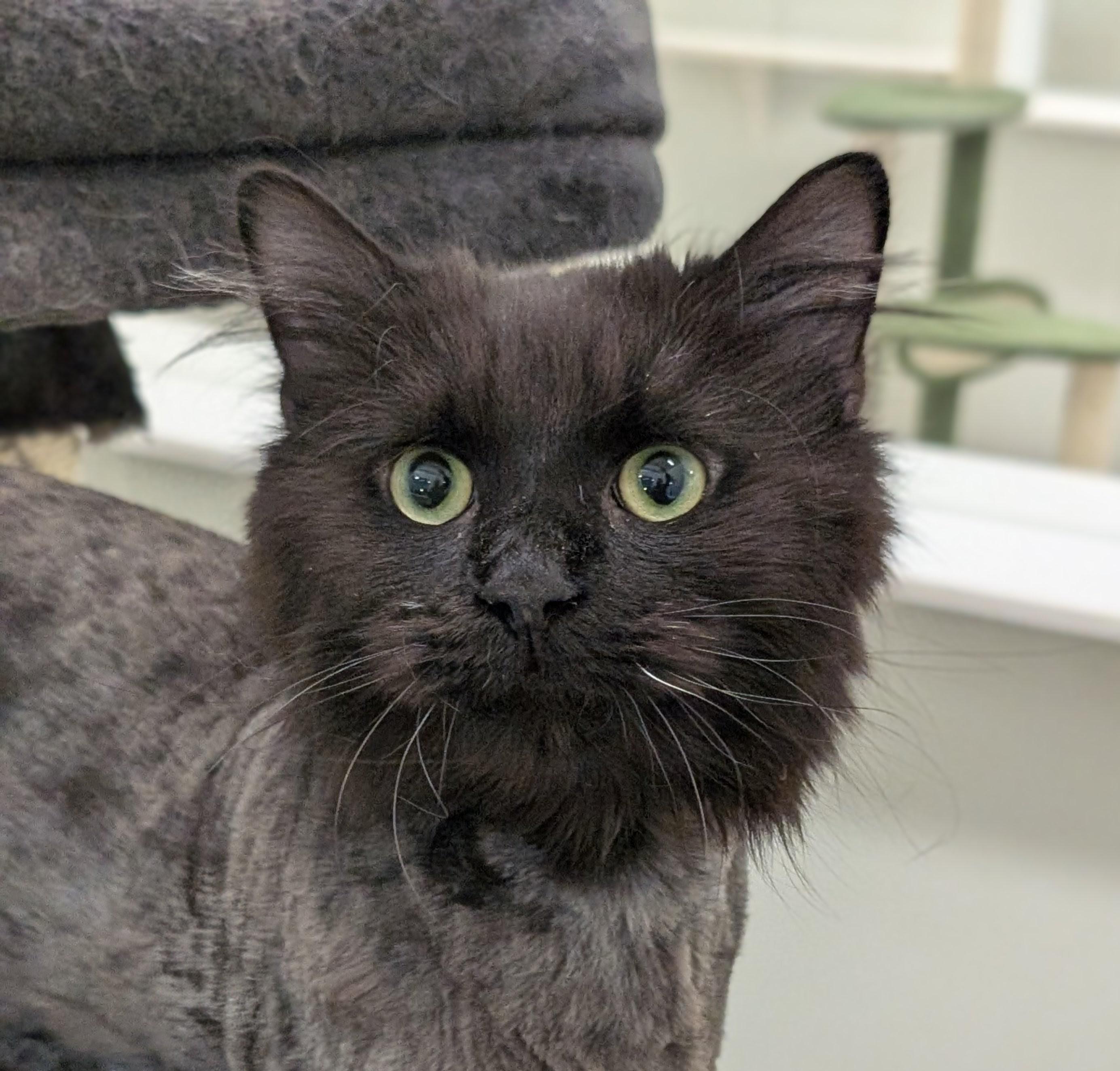 Enlarge Chocolat, an adopted Domestic Long Hair in Tilton, IL image 2/6