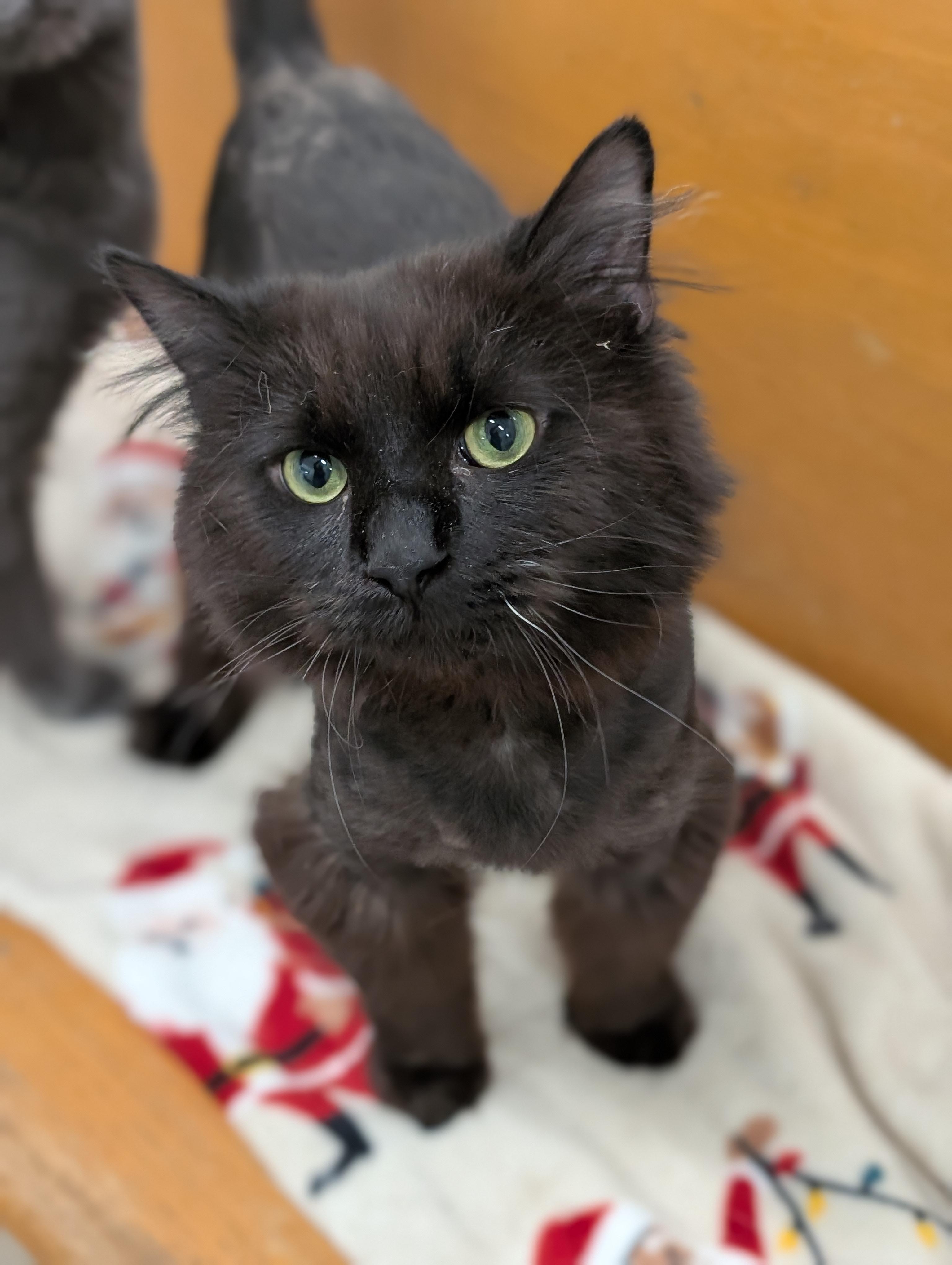 Enlarge Chocolat, an adopted Domestic Long Hair in Tilton, IL image 5/6