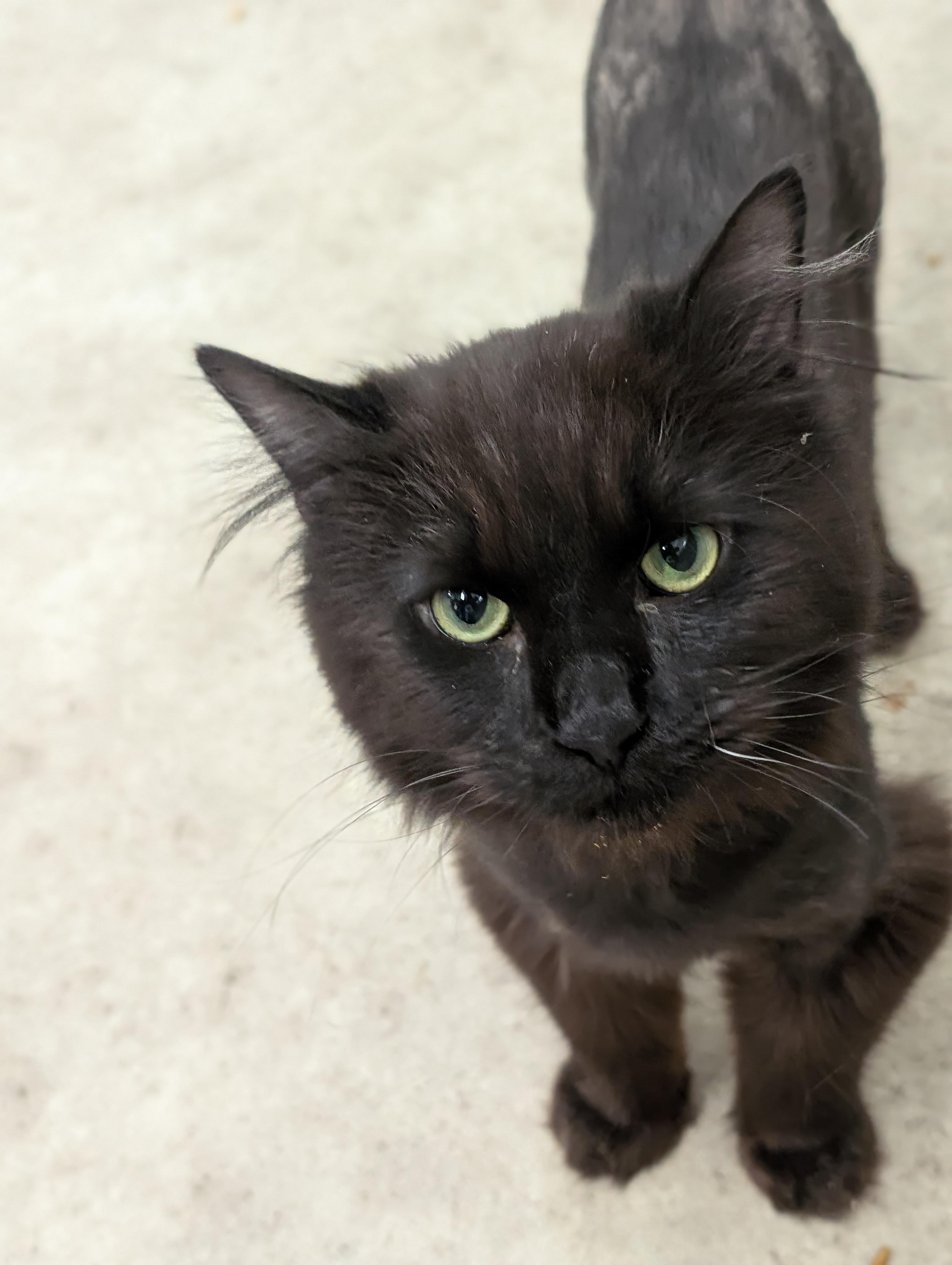 Enlarge Chocolat, an adopted Domestic Long Hair in Tilton, IL image 3/6