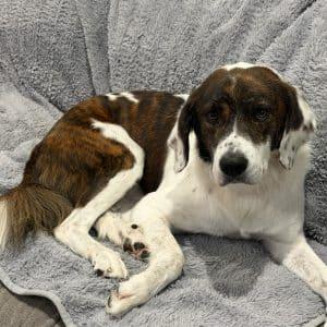 Enlarge CHIEF 20044842 MO, a Adoption Pending mixed breed in Sugar Grove, IL image 2/5