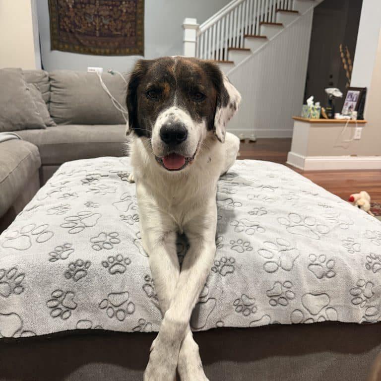 CHIEF 20044842 MO, Adoptable, Adult Male Brittany Spaniel.