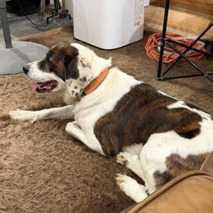 Enlarge CHIEF 20044842 MO, a Adoption Pending mixed breed in Sugar Grove, IL image 5/5