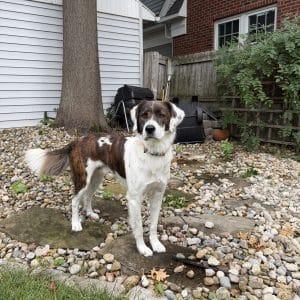 Enlarge CHIEF 20044842 MO, a Adoption Pending mixed breed in Sugar Grove, IL image 3/5