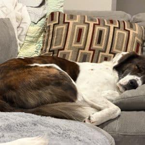 Enlarge CHIEF 20044842 MO, a Adoption Pending mixed breed in Sugar Grove, IL image 4/5