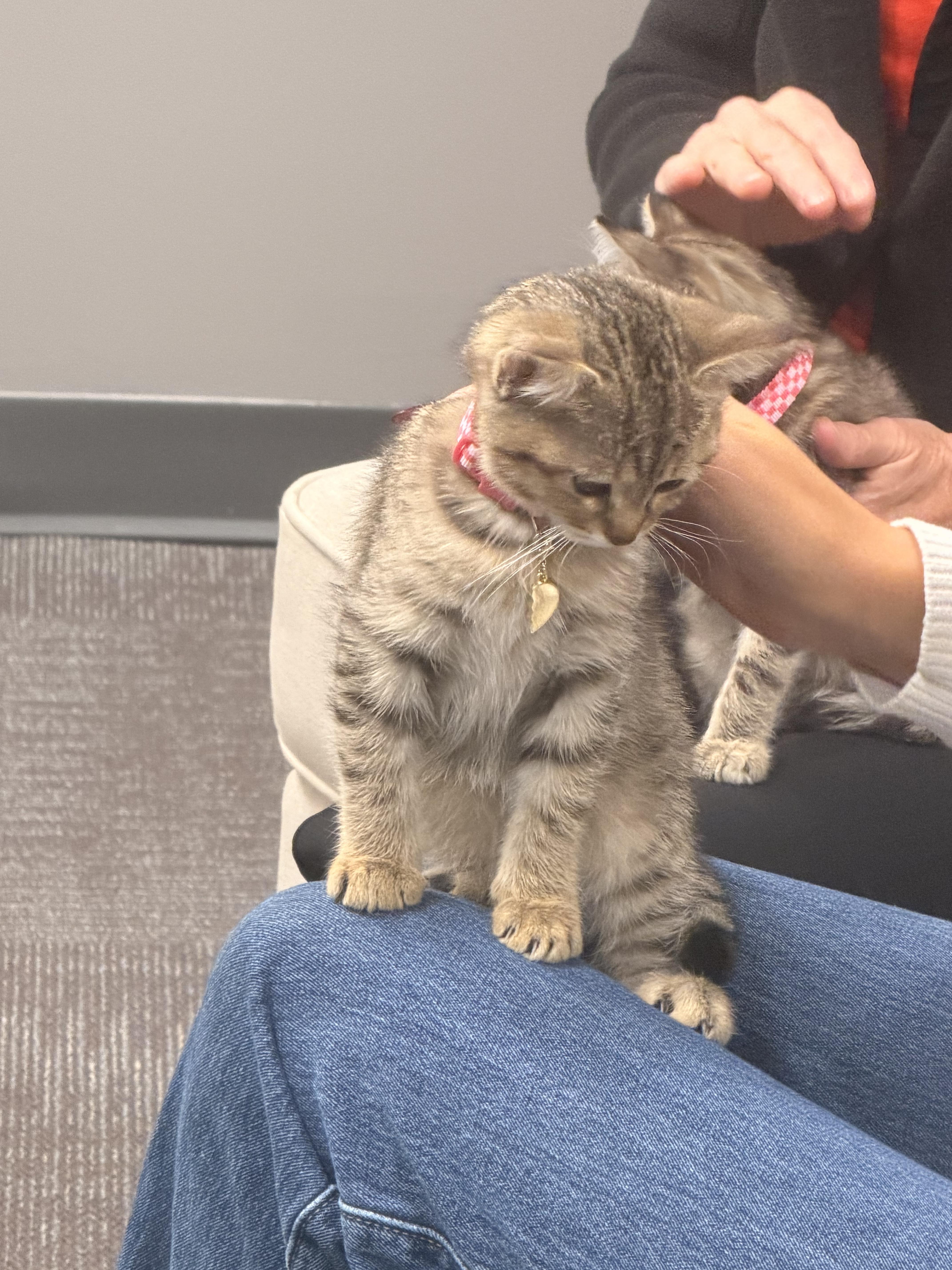 Tabitha, Adoptable, Kitten Female Domestic Short Hair.
