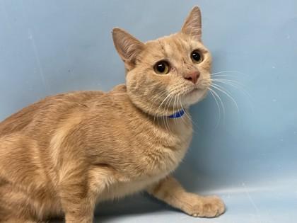 Dakota, Adoptable, Adult Male Domestic Short Hair & Domestic Short Hair.