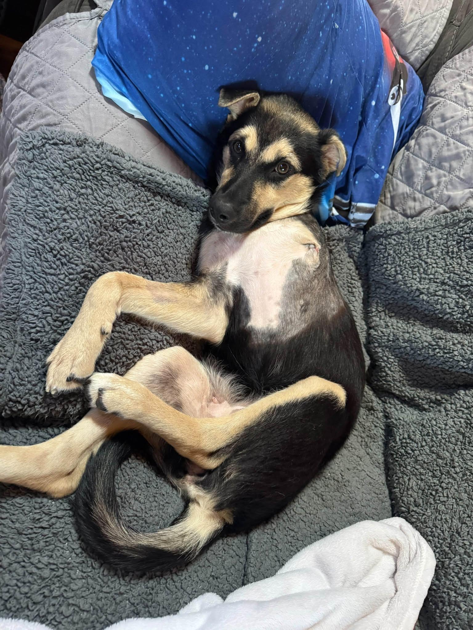 Enlarge Onyx, a Adoptable mixed breed in Hutchinson, KS image 6/6