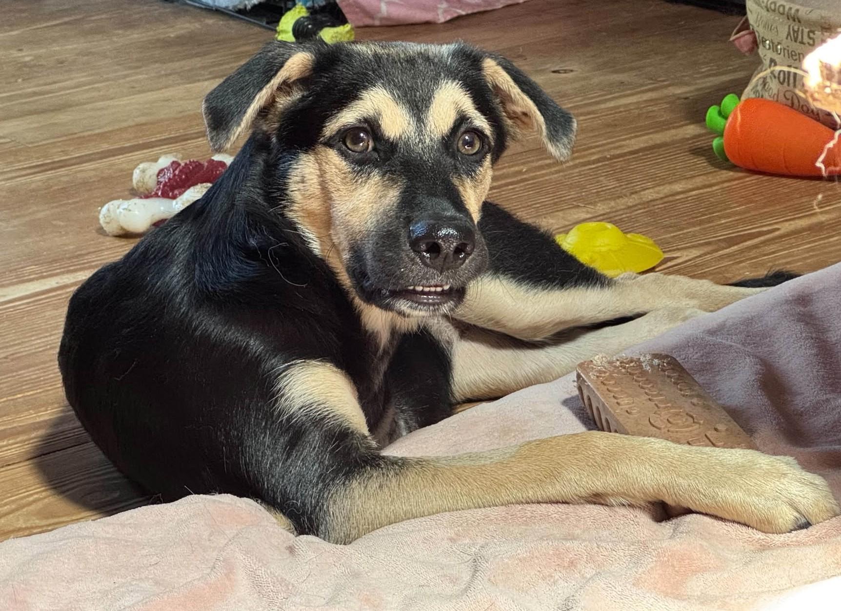 Enlarge Onyx, a Adoptable mixed breed in Hutchinson, KS image 1/6