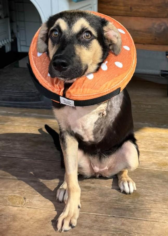 Enlarge Onyx, a Adoptable mixed breed in Hutchinson, KS image 3/6