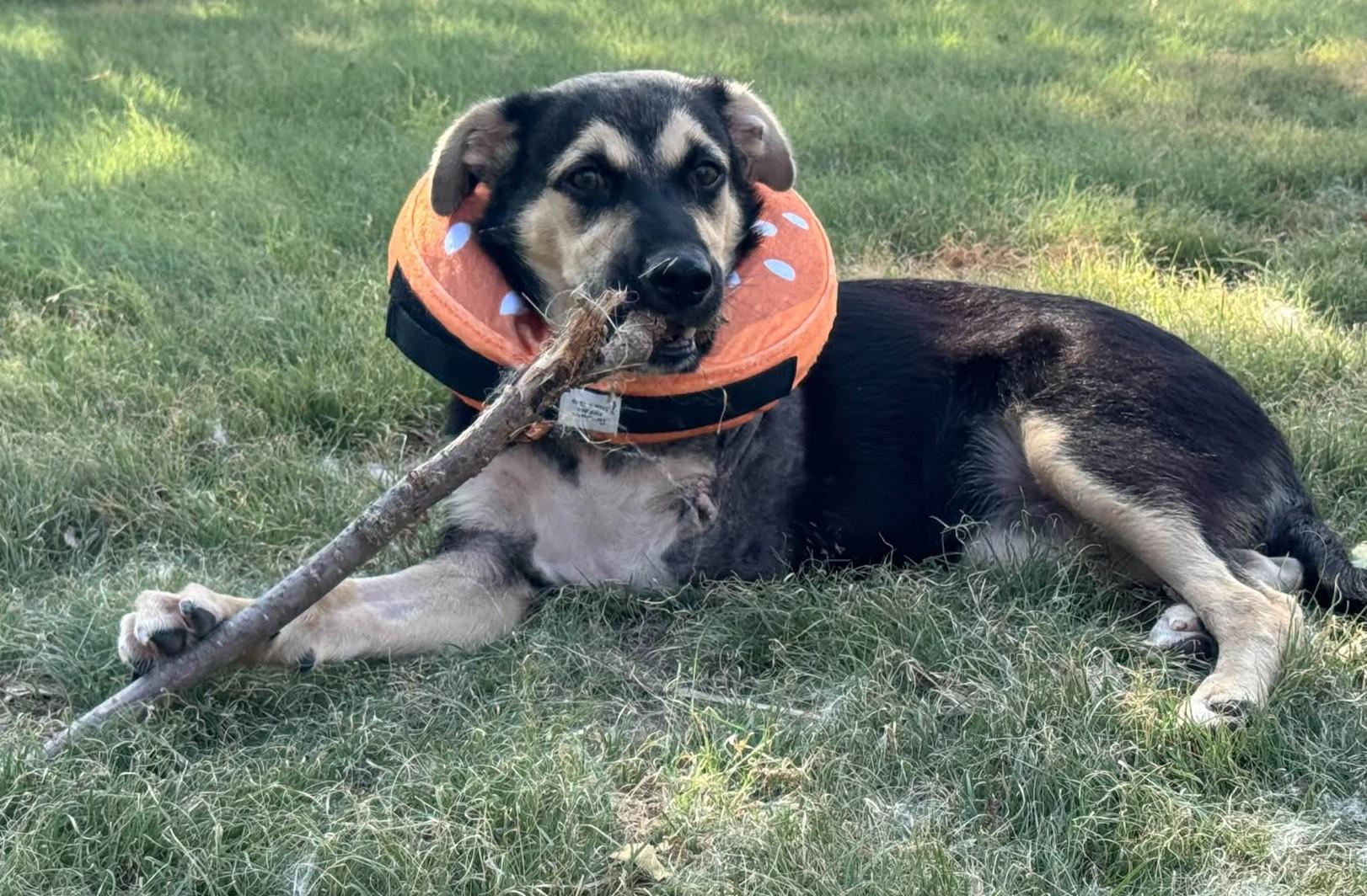 Enlarge Onyx, a Adoptable mixed breed in Hutchinson, KS image 2/6