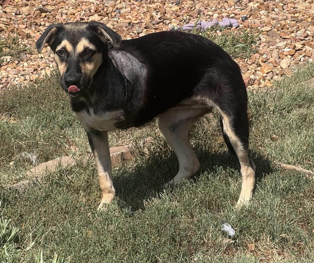 Enlarge Onyx, a Adoptable mixed breed in Hutchinson, KS image 4/6