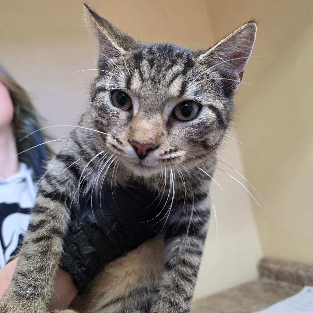 Linx, Adoptable, Young Male Domestic Short Hair.
