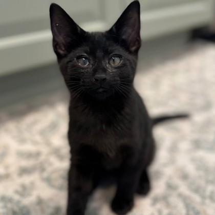 Beethoven, Adoptable, Kitten Male Domestic Short Hair & Domestic Short Hair.
