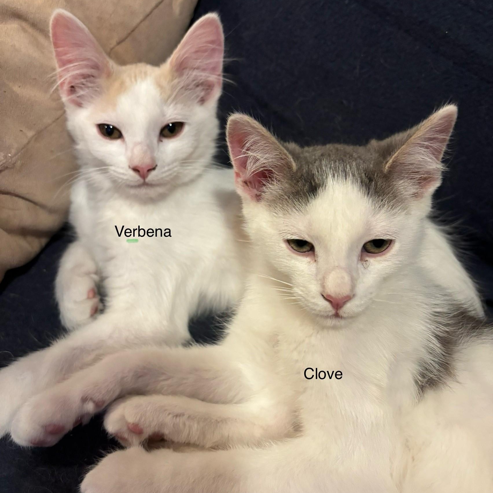 Enlarge Verbena & Clove-Double the Charm, Double the Fun, a ADOPTABLE Domestic Short Hair in Laurel, MD image 5/5
