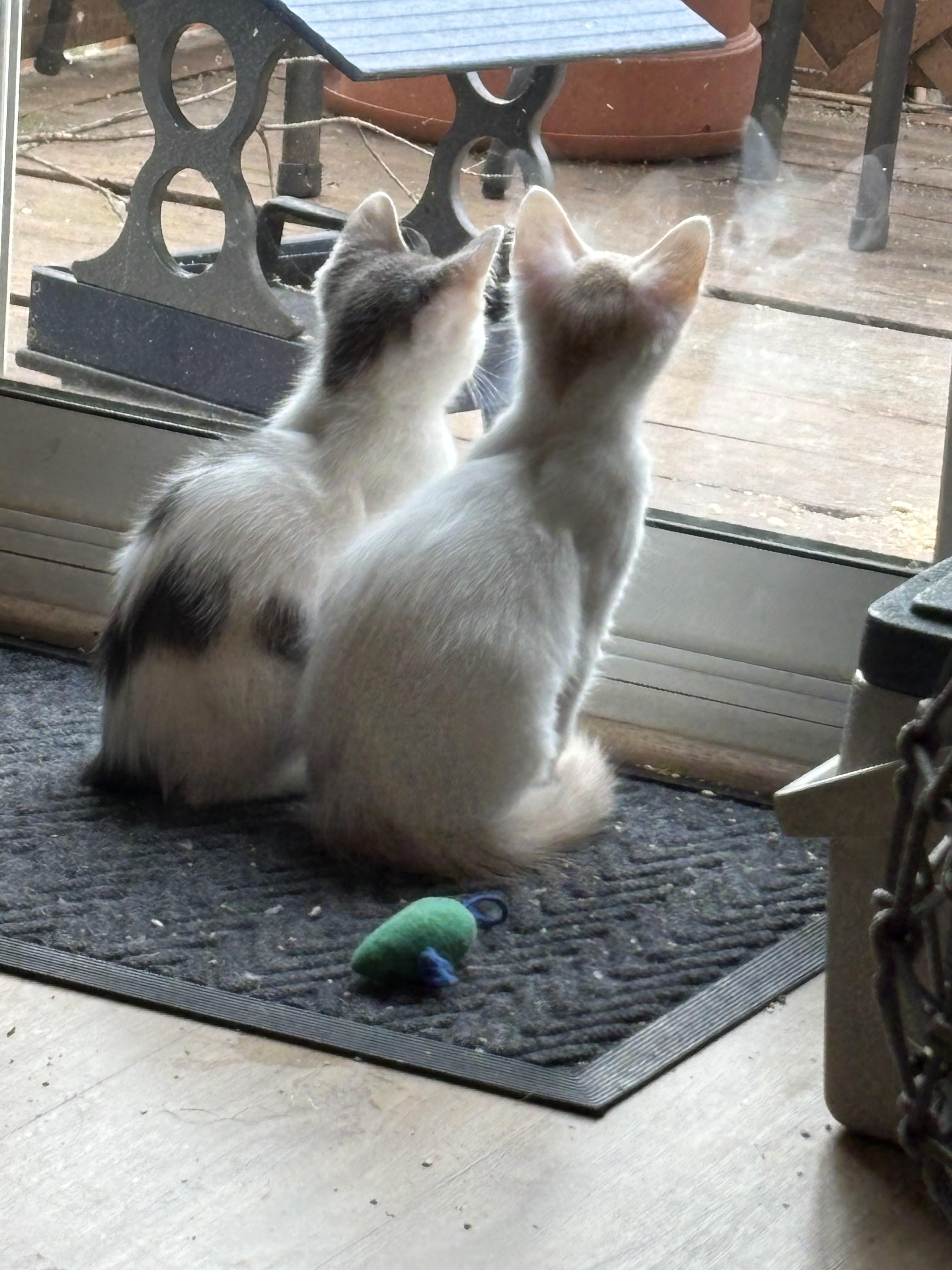 Enlarge Verbena & Clove-Double the Charm, Double the Fun, a ADOPTABLE Domestic Short Hair in Laurel, MD image 2/5