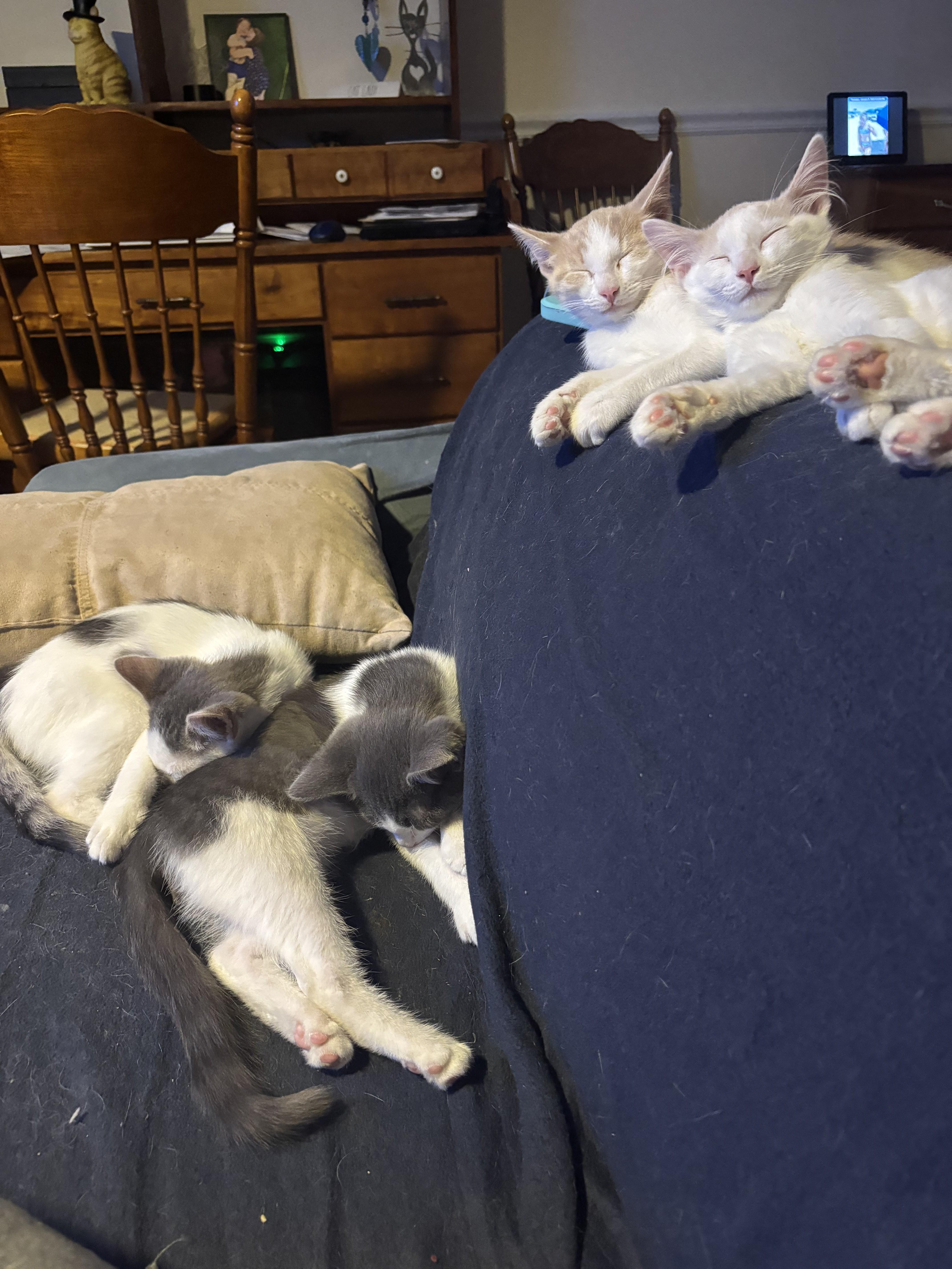 Enlarge Verbena & Clove-Double the Charm, Double the Fun, a ADOPTABLE Domestic Short Hair in Laurel, MD image 4/5