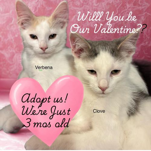 Enlarge Verbena & Clove-Double the Charm, Double the Fun, a ADOPTABLE Domestic Short Hair in Laurel, MD image 1/5