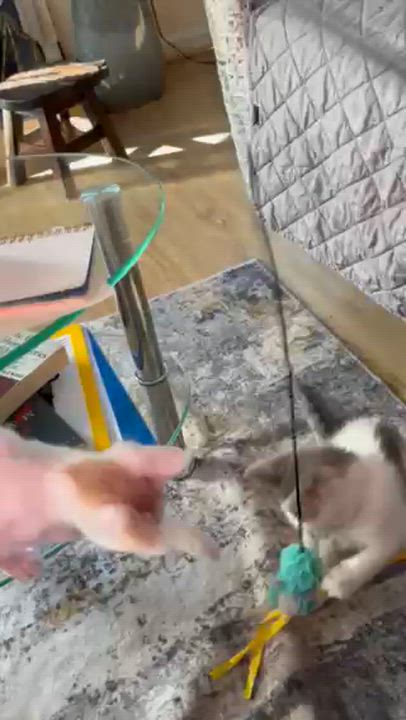 Enlarge Verbena & Clove-Double the Charm, Double the Fun, a ADOPTABLE Domestic Short Hair in Laurel, MD video 3/5