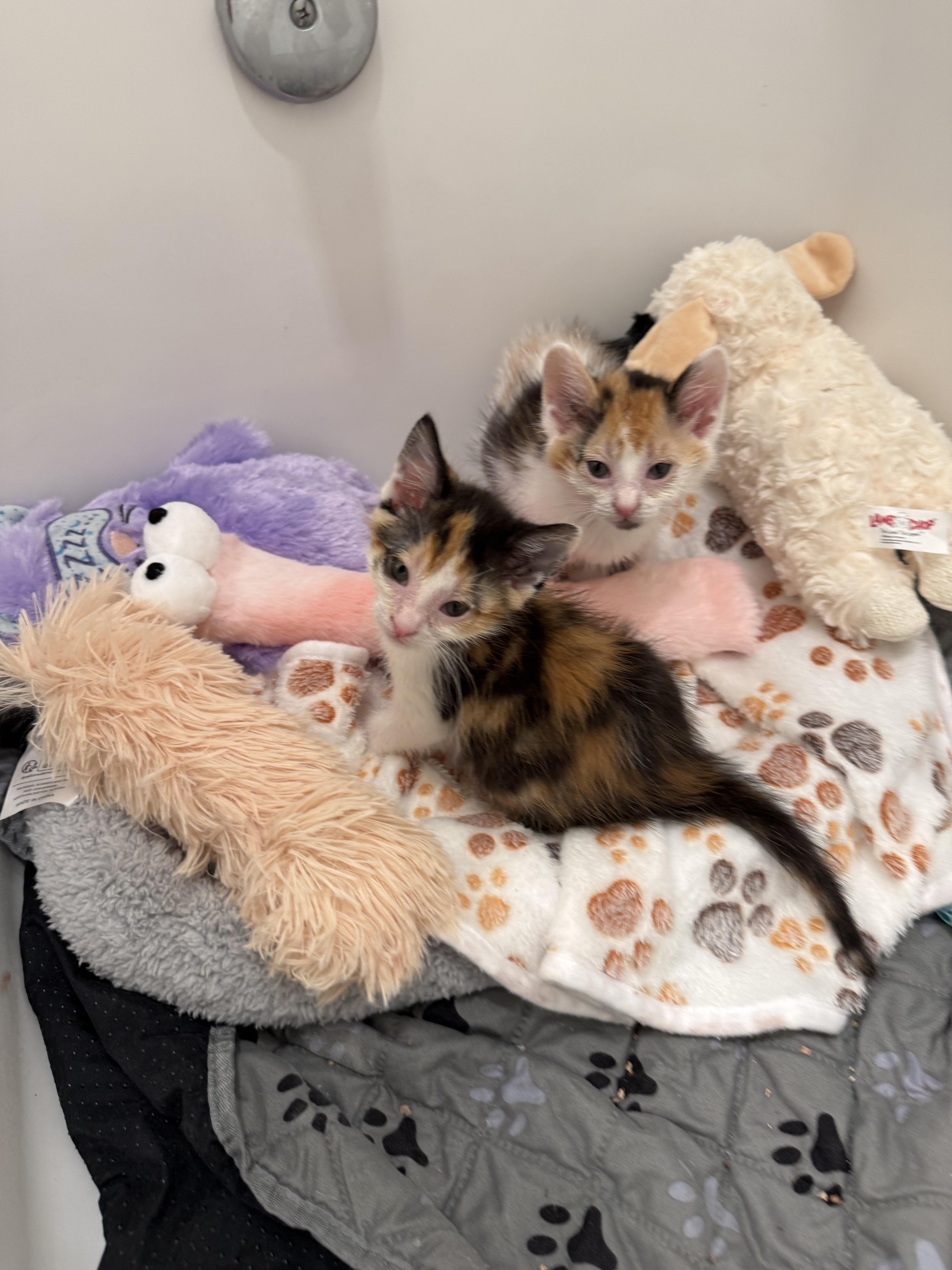 Blossom and bluebell bonded pair, ADOPTABLE, Kitten Female Domestic Medium Hair.