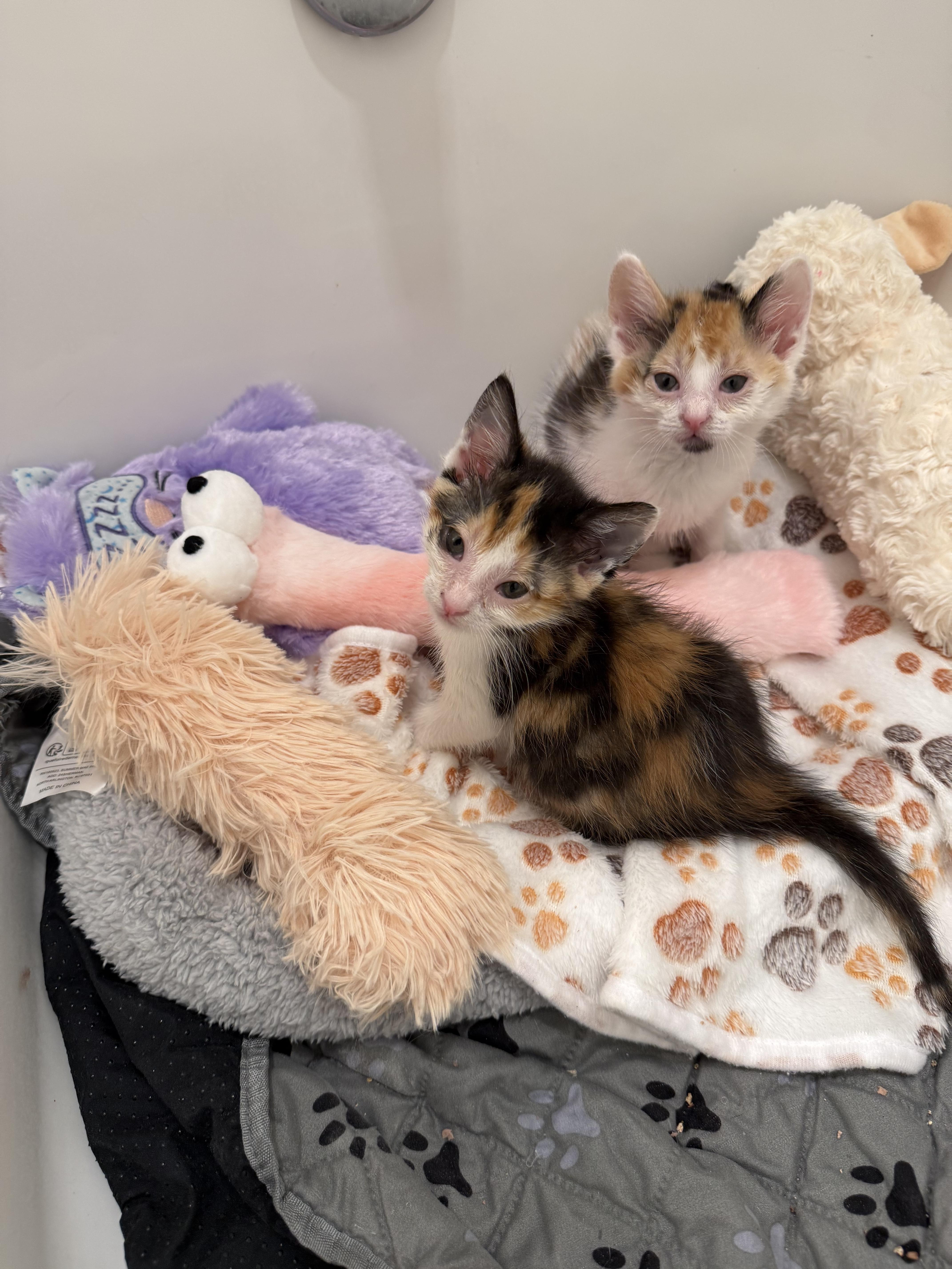 Enlarge Blossom and bluebell bonded pair, a ADOPTABLE Domestic Medium Hair in Ponte vedra, FL image 3/6
