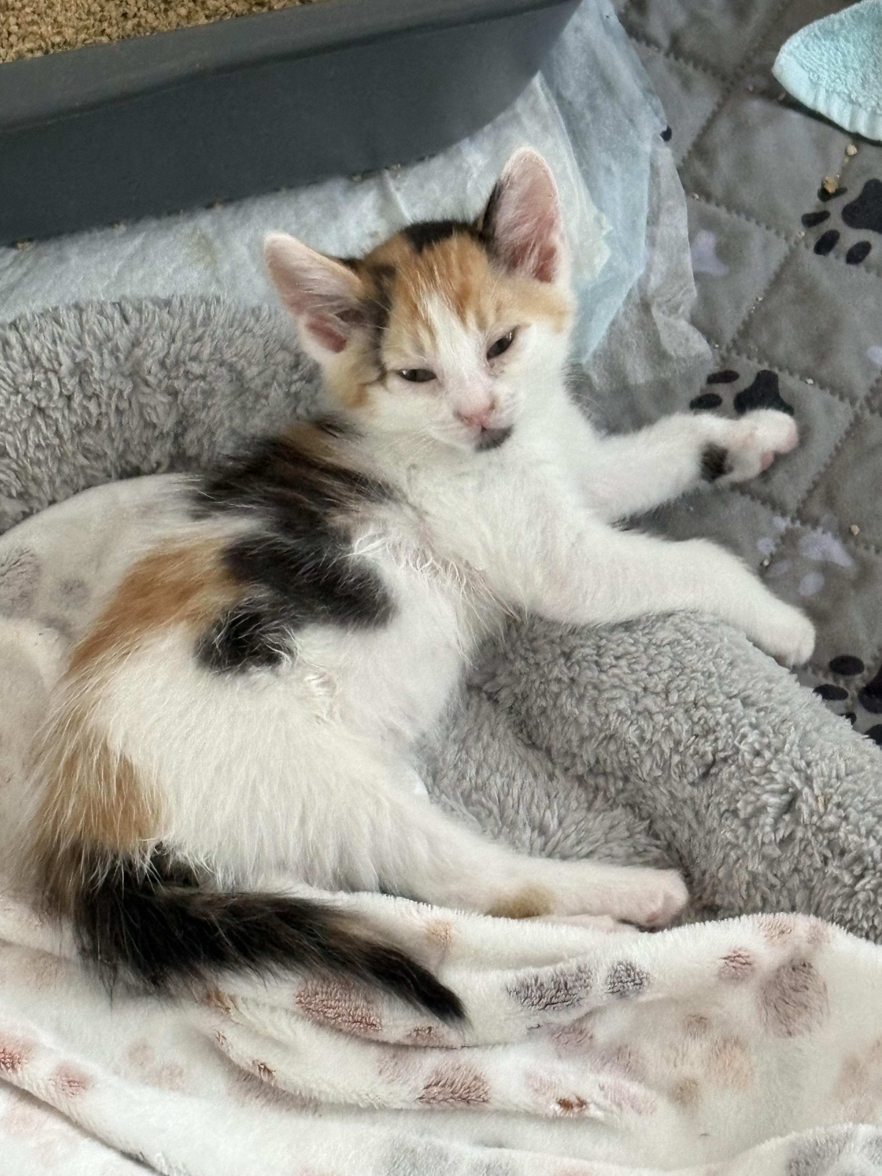 Enlarge Blossom and bluebell bonded pair, a ADOPTABLE Domestic Medium Hair in Ponte vedra, FL image 2/6