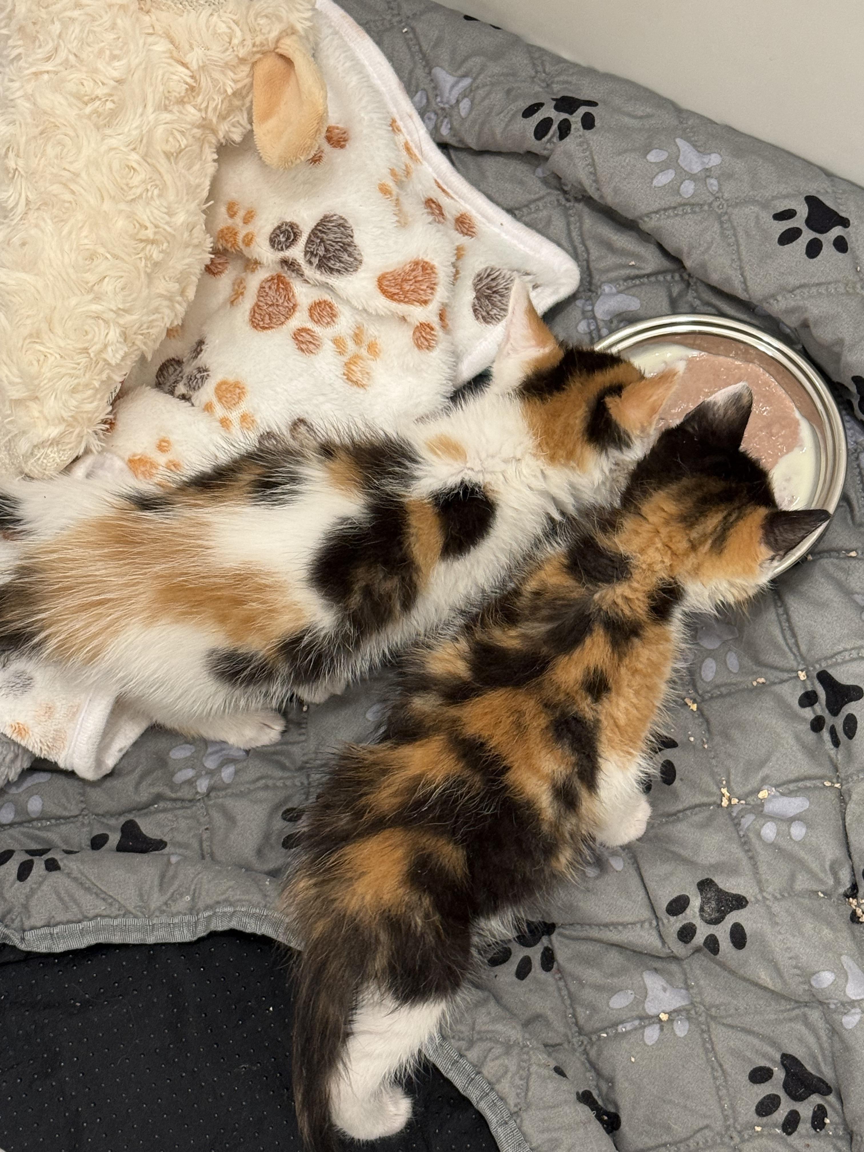 Enlarge Blossom and bluebell bonded pair, a ADOPTABLE Domestic Medium Hair in Ponte vedra, FL image 4/6