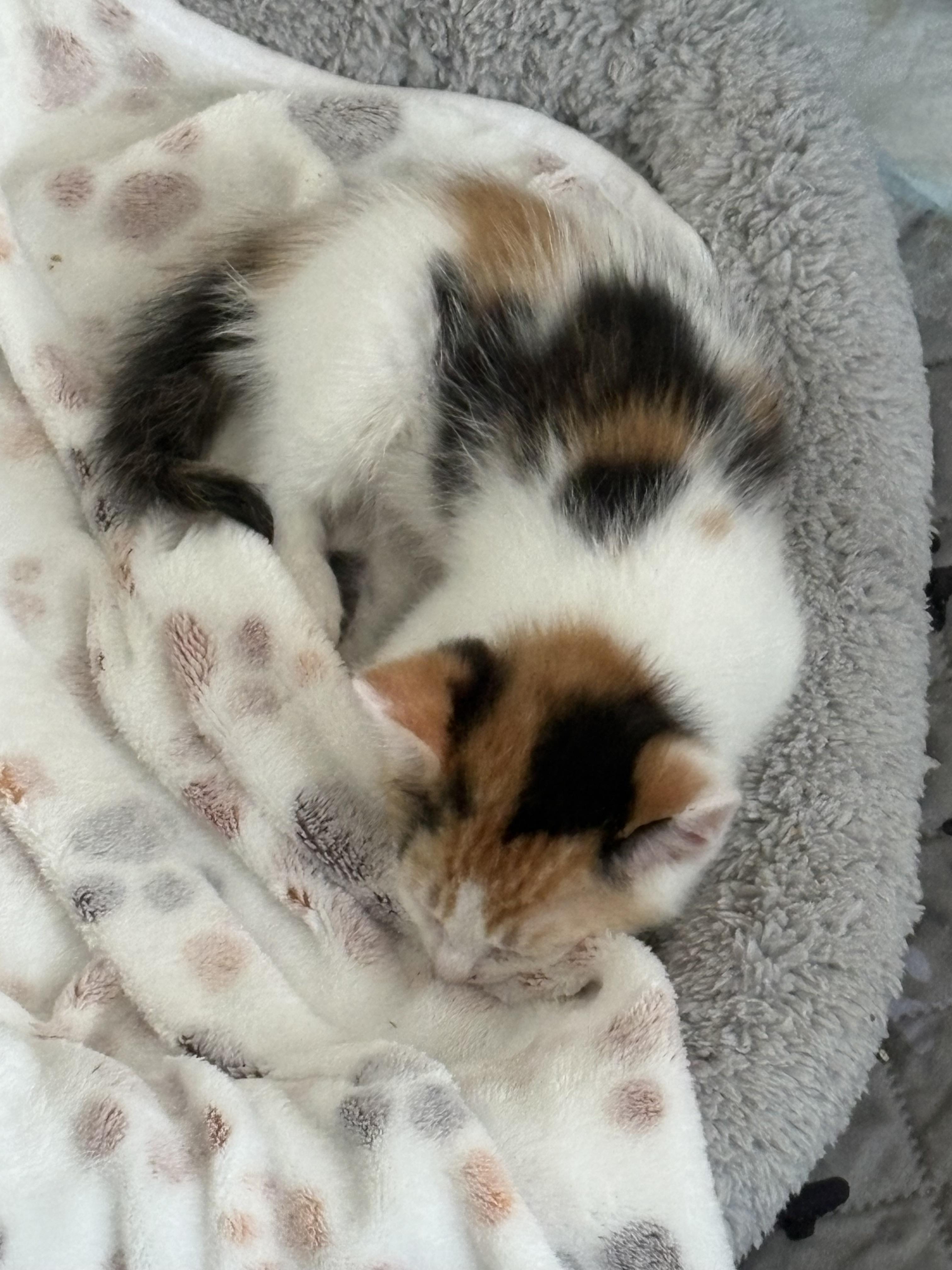 Enlarge Blossom and bluebell bonded pair, a ADOPTABLE Domestic Medium Hair in Ponte vedra, FL image 5/6