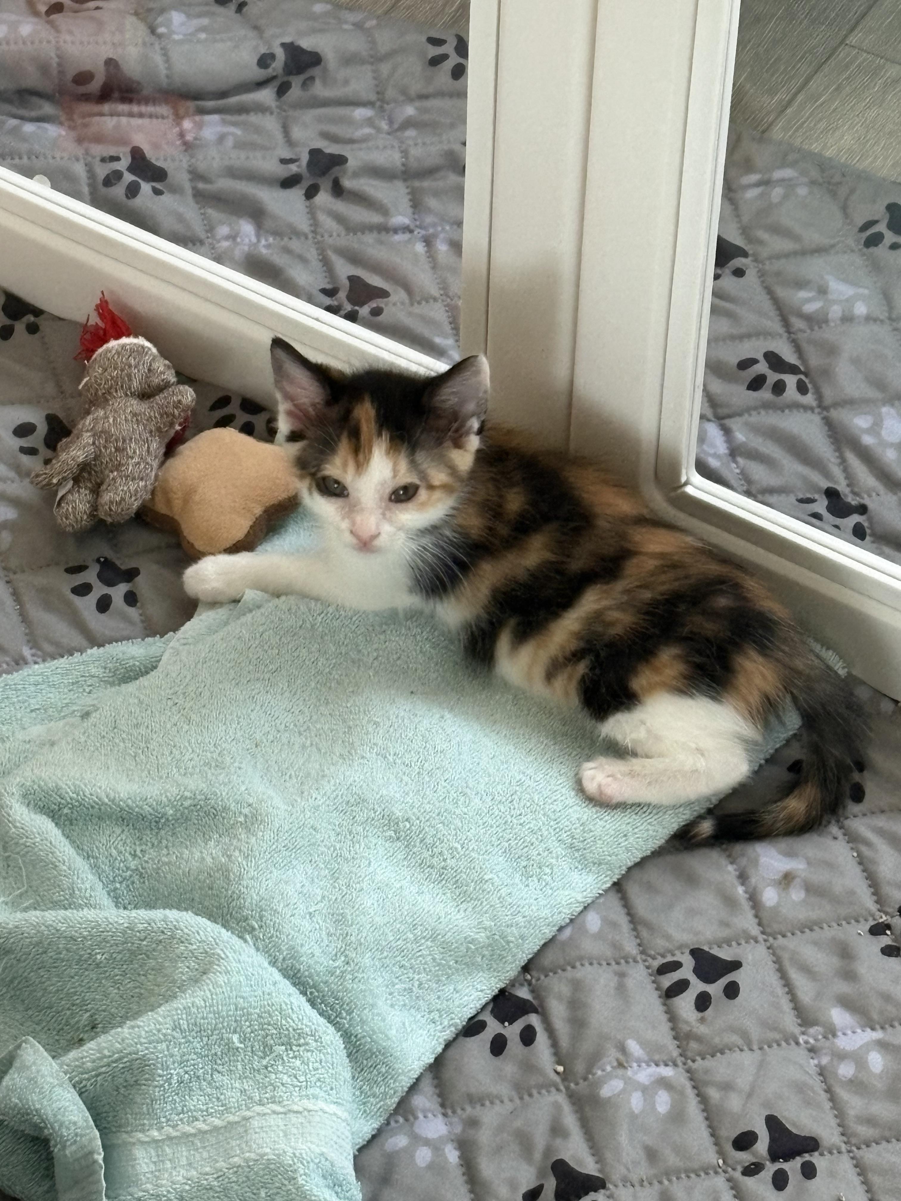 Enlarge Blossom and bluebell bonded pair, a ADOPTABLE Domestic Medium Hair in Ponte vedra, FL image 6/6