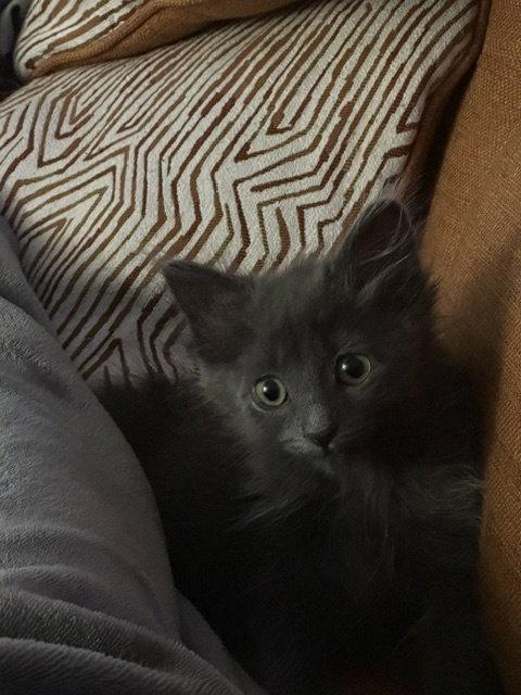 Lavender's Smudge KITTEN, Adopted, Kitten Female Domestic Short Hair.