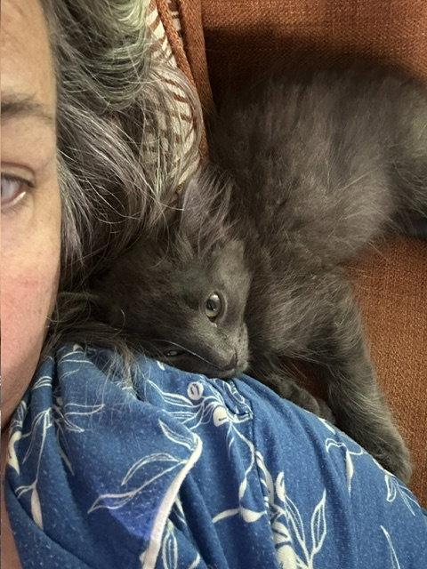 Lavender's Smudge KITTEN, a Adopted Domestic Short Hair in Rockaway, NJ image 2/3