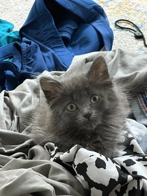 Lavender's Smudge KITTEN, a Adopted Domestic Short Hair in Rockaway, NJ image 3/3