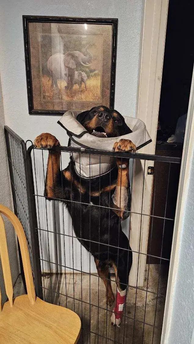 Enlarge Waylon, a ADOPTABLE Rottweiler in Polk, OH image 3/5