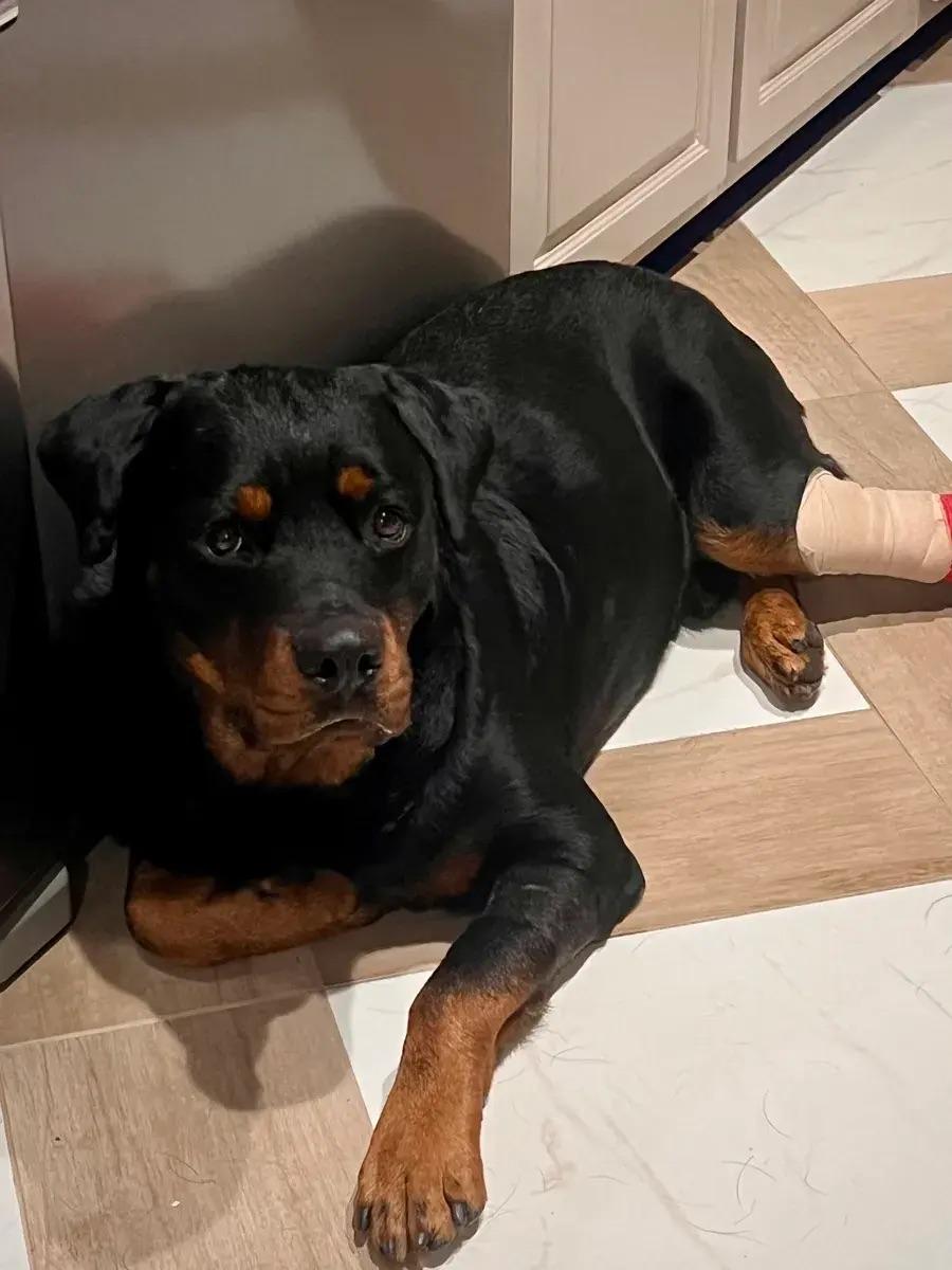 Enlarge Waylon, a ADOPTABLE Rottweiler in Polk, OH image 5/5