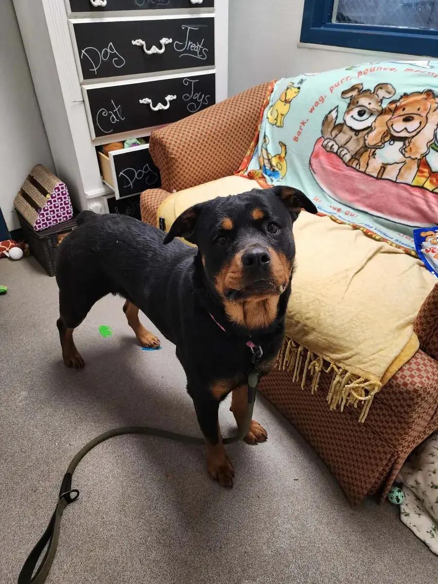 Enlarge Waylon, a ADOPTABLE Rottweiler in Polk, OH image 4/5