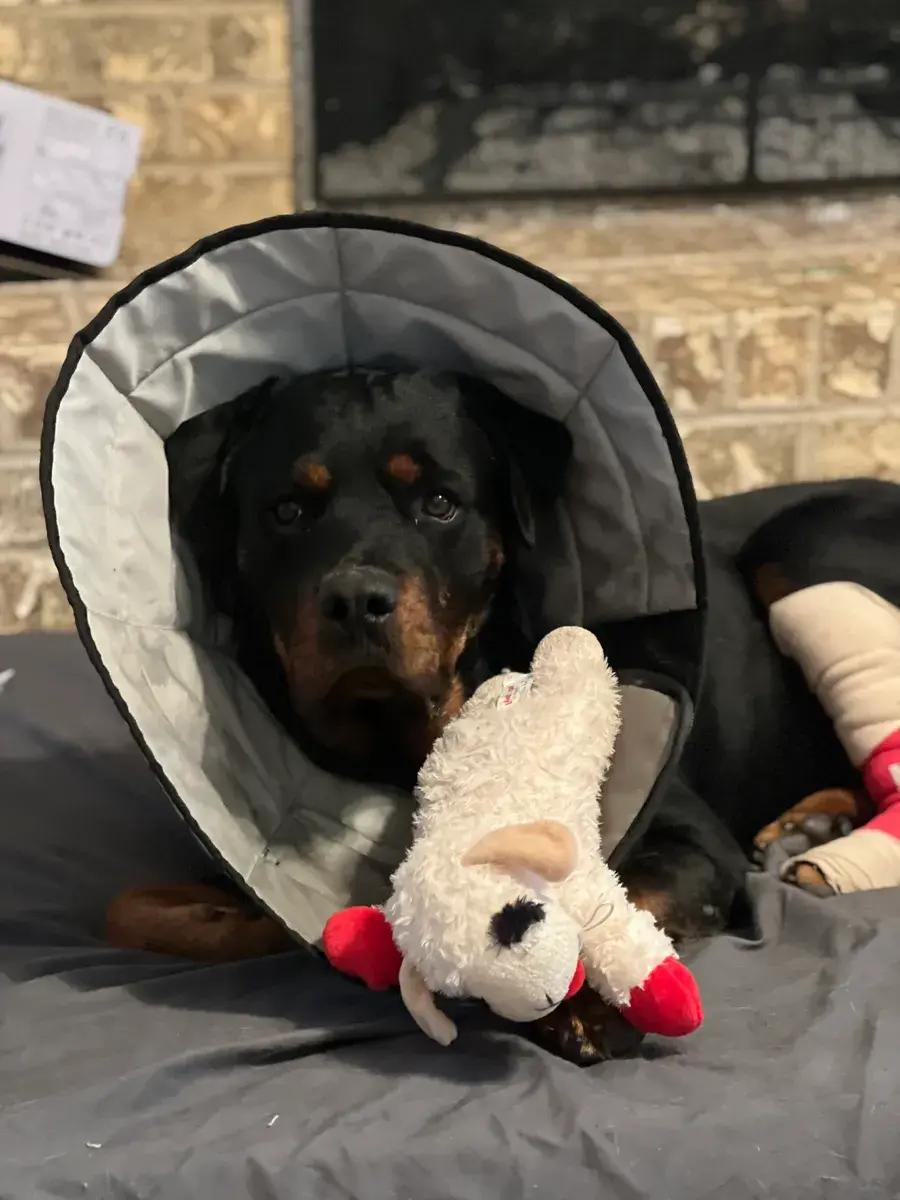 Enlarge Waylon, a ADOPTABLE Rottweiler in Polk, OH image 2/5