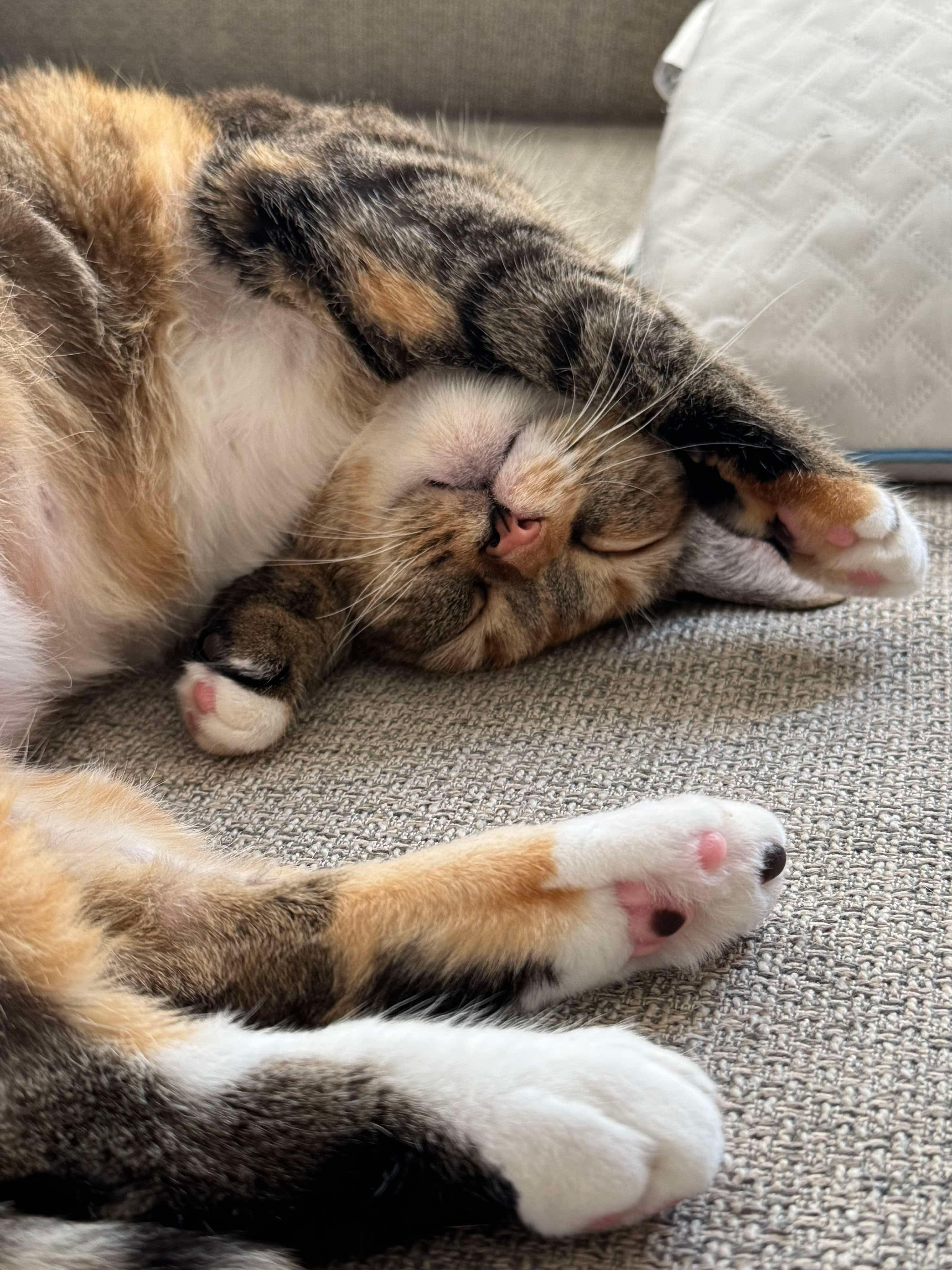 Lily