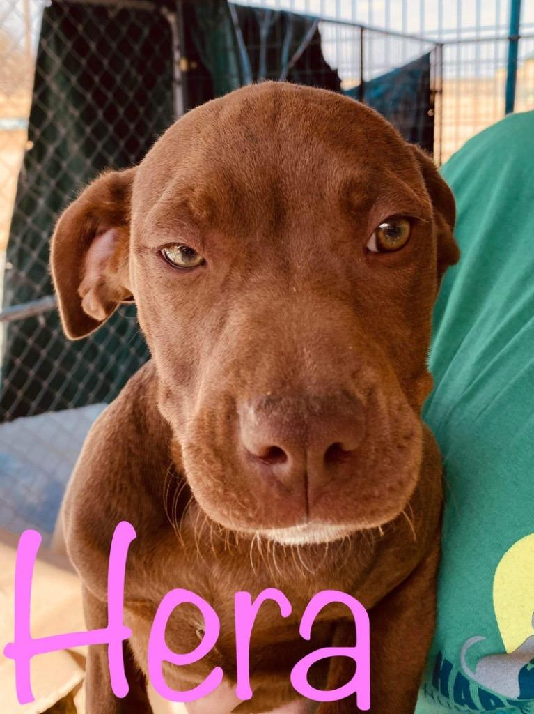 Enlarge Hera, a Adoptable mixed breed in Big Spring, TX image 1/2
