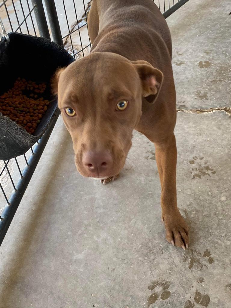 Enlarge Hera, a Adoptable mixed breed in Big Spring, TX image 2/2