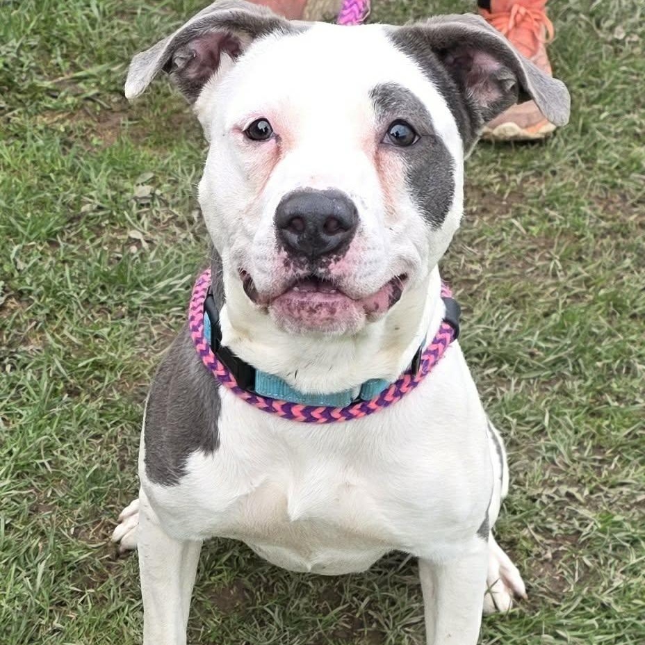 Enlarge Cupcake, a ADOPTABLE Terrier in North Syracuse, NY image 2/3