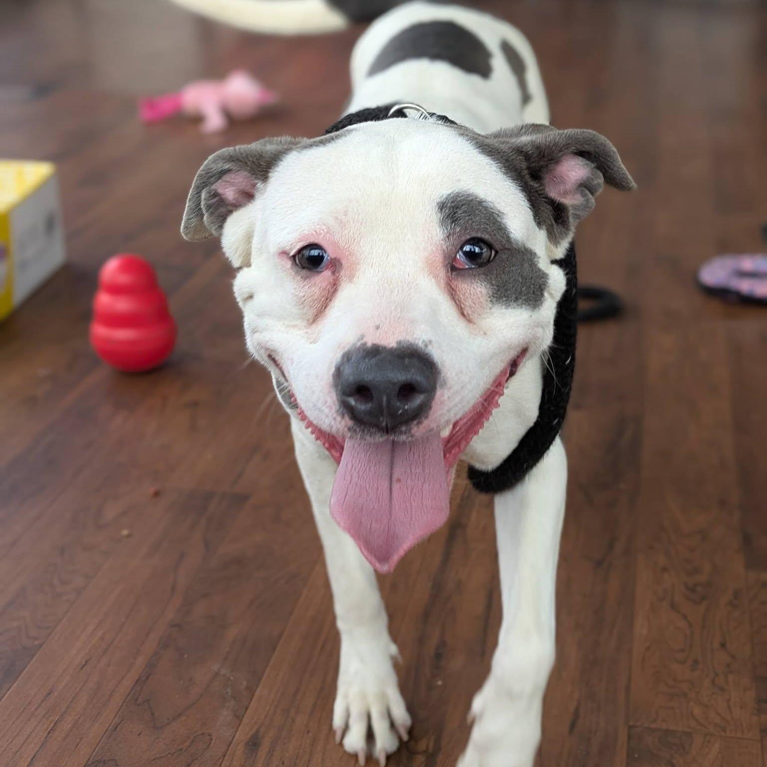 Enlarge Cupcake, a ADOPTABLE Terrier in North Syracuse, NY image 3/3