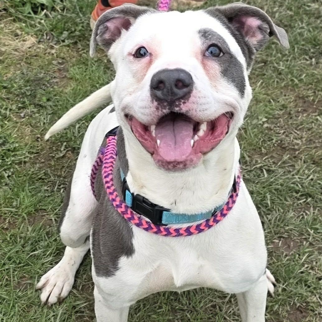 Enlarge Cupcake, a ADOPTABLE Terrier in North Syracuse, NY image 1/3